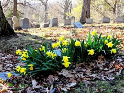 Какие многолетники сажают на кладбище? Многолетние цветы неприхотливые и выносливые